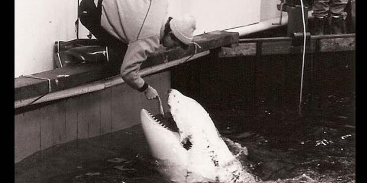 Confessions of #blackfish trainer Steve Huxter Sealand of the Pacific ...