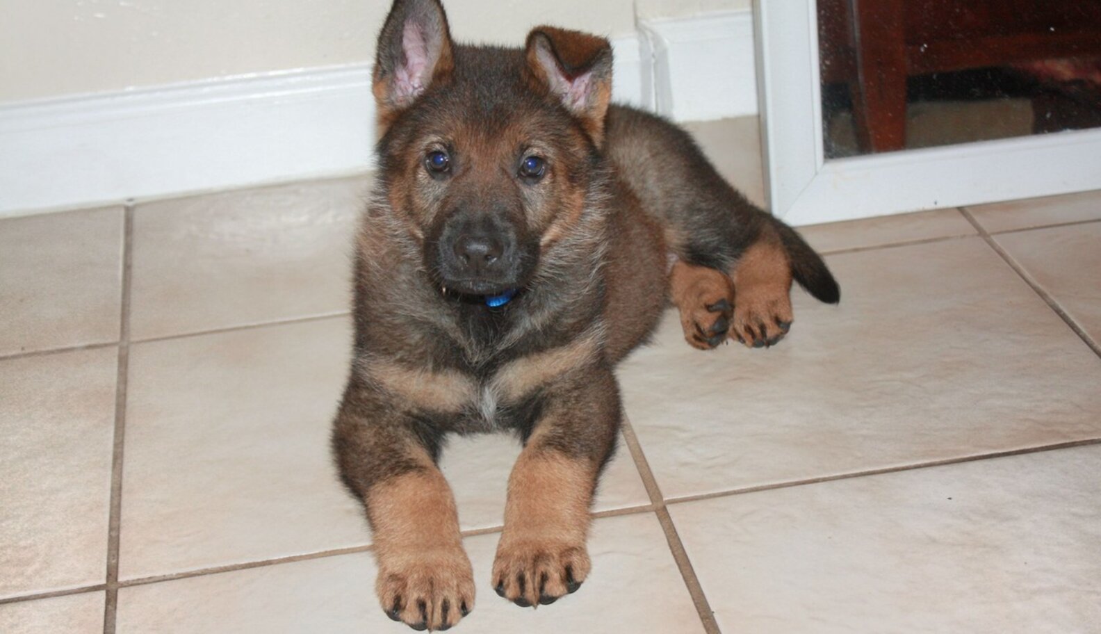 14 Empty Nesters Who Might Love The Dog More Than Their Children The Dodo