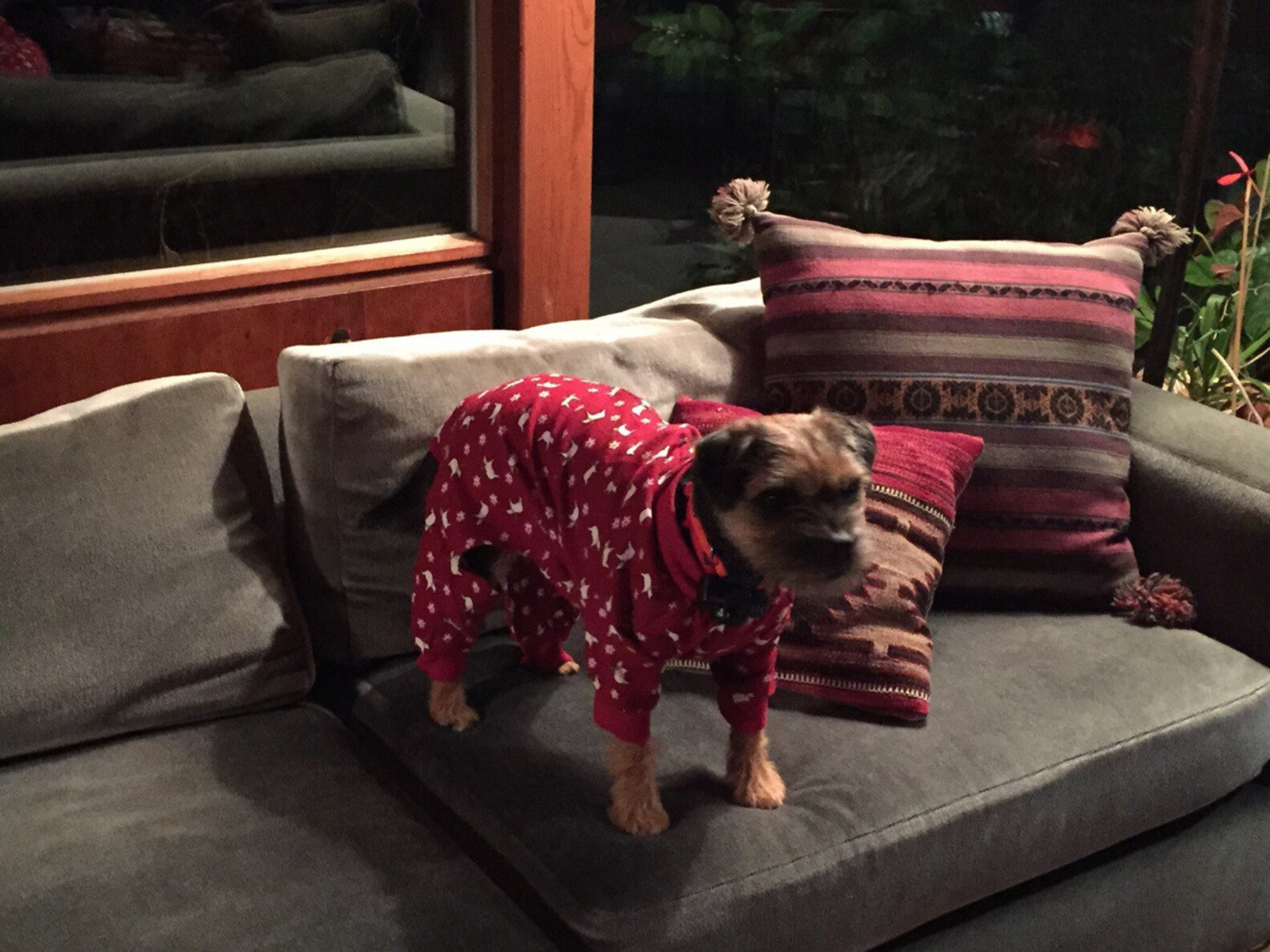 14 Empty Nesters Who Might Love The Dog More Than Their Children The Dodo