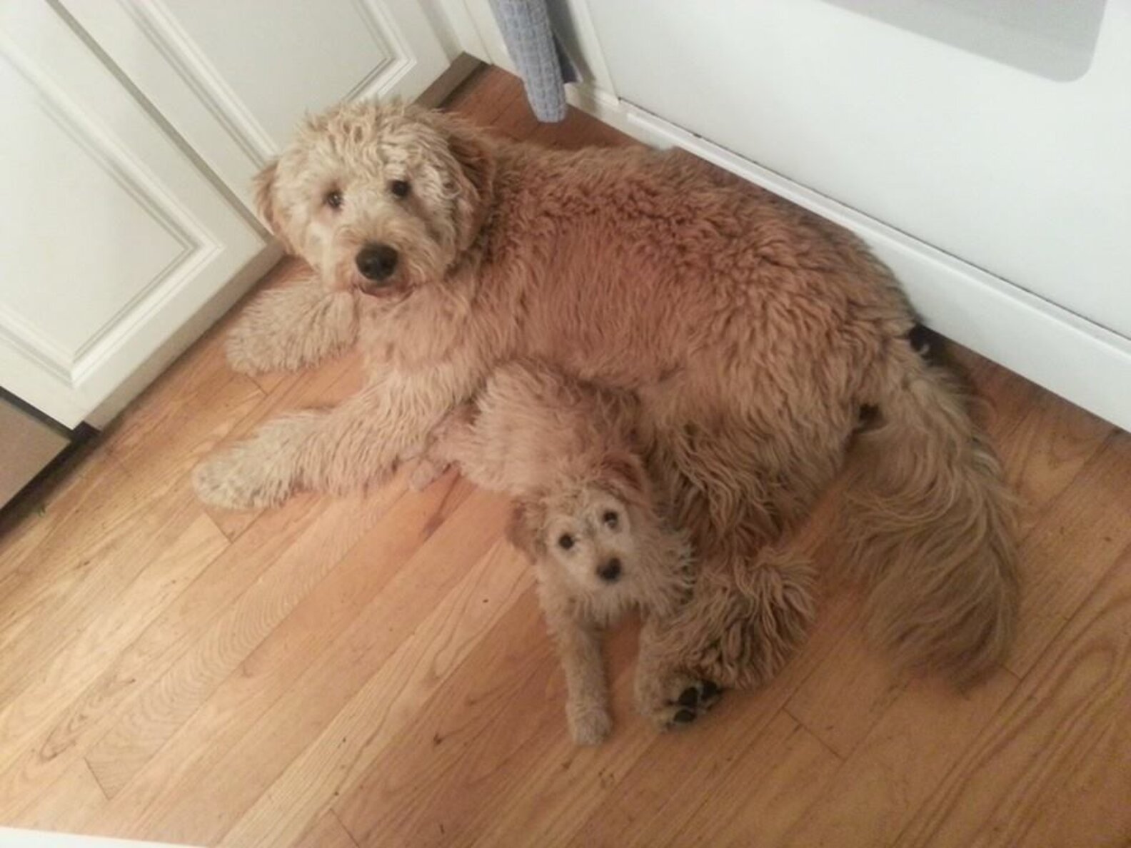 14 Empty Nesters Who Might Love The Dog More Than Their Children The Dodo