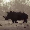 A Look At The Frontlines Of South Africa's Rhino Genocide