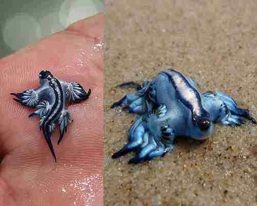 tiny real life dragon makes a stunning rare appearance the dodo