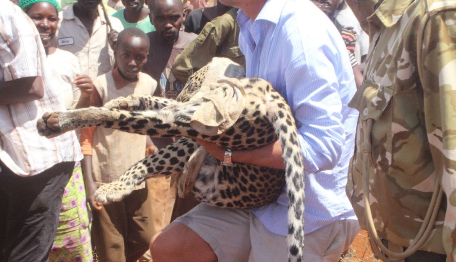 Lewa Rescued Animals Leopard Trapped In Garden Was Terrified. And Then People Showed Up ...