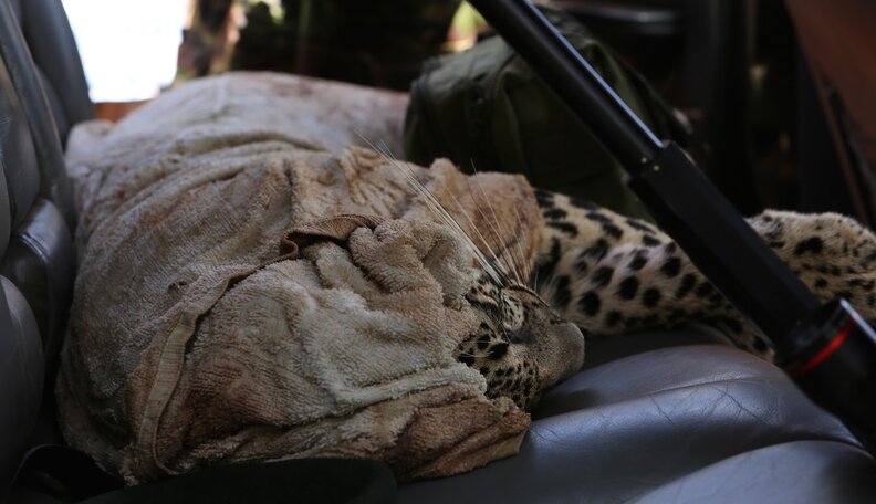 Leopard Trapped In Garden Was Terrified. And Then People Showed Up ...