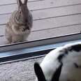 Wild Rabbit Spots Pet Bunny, Falls Madly In Love