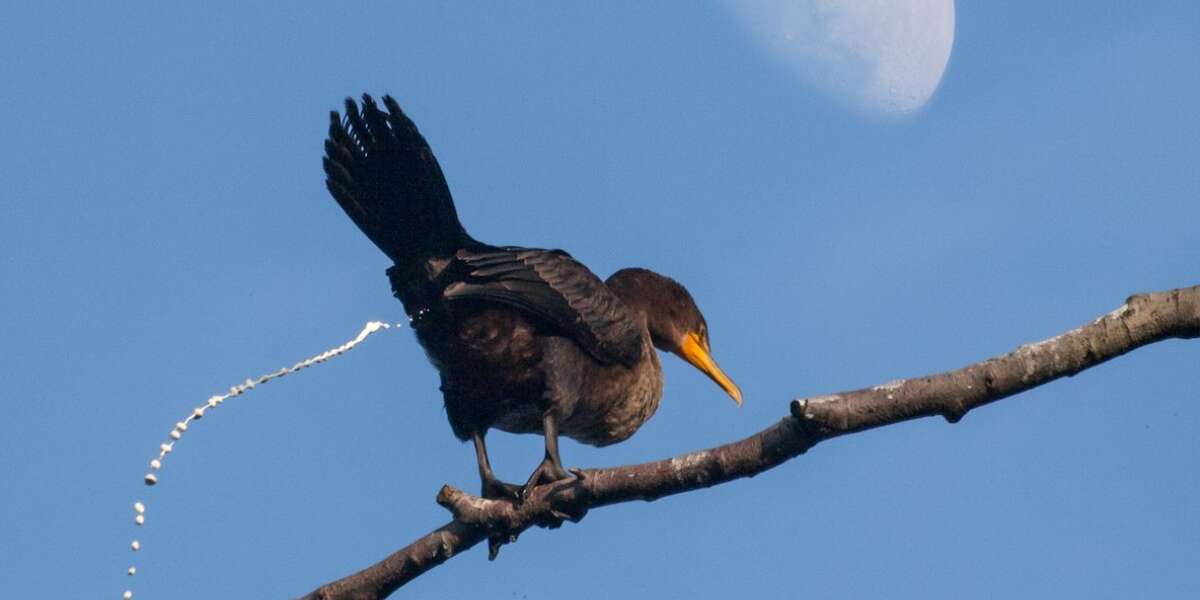 QUIZ: Which Animal Is Your Pooping Doppelganger? - The Dodo