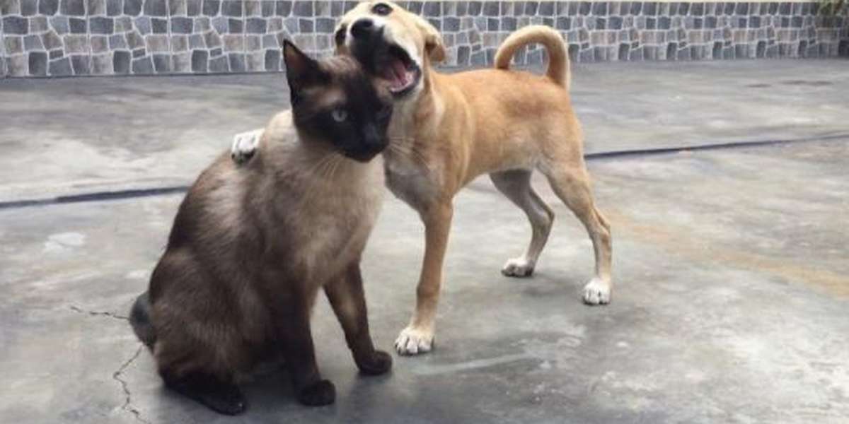 are dogs and cats really natural enemies