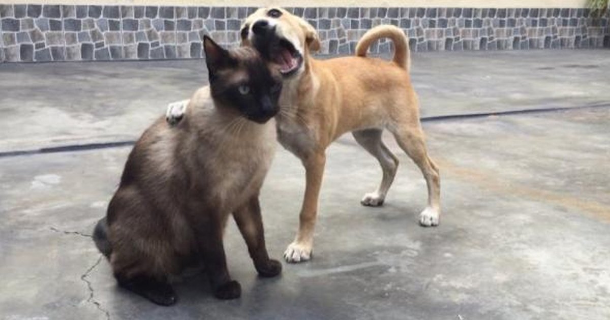 Why Do Cats And Dogs Hate Each Other So Much