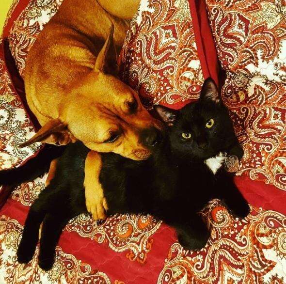 Why do dogs and cats hate each other? Why do they not get along?