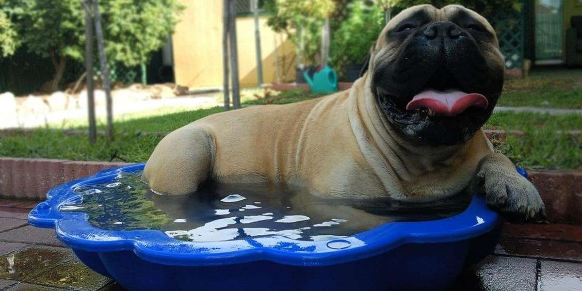 18 Dogs Who Are Straight Chillin' In Their Kiddie Pools The Dodo