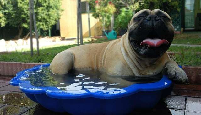 dog kiddie pool