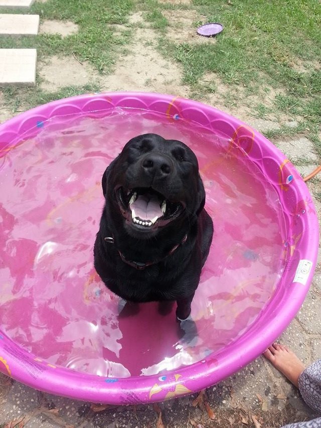 18 Dogs Who Are Straight Chillin' In Their Kiddie Pools The Dodo