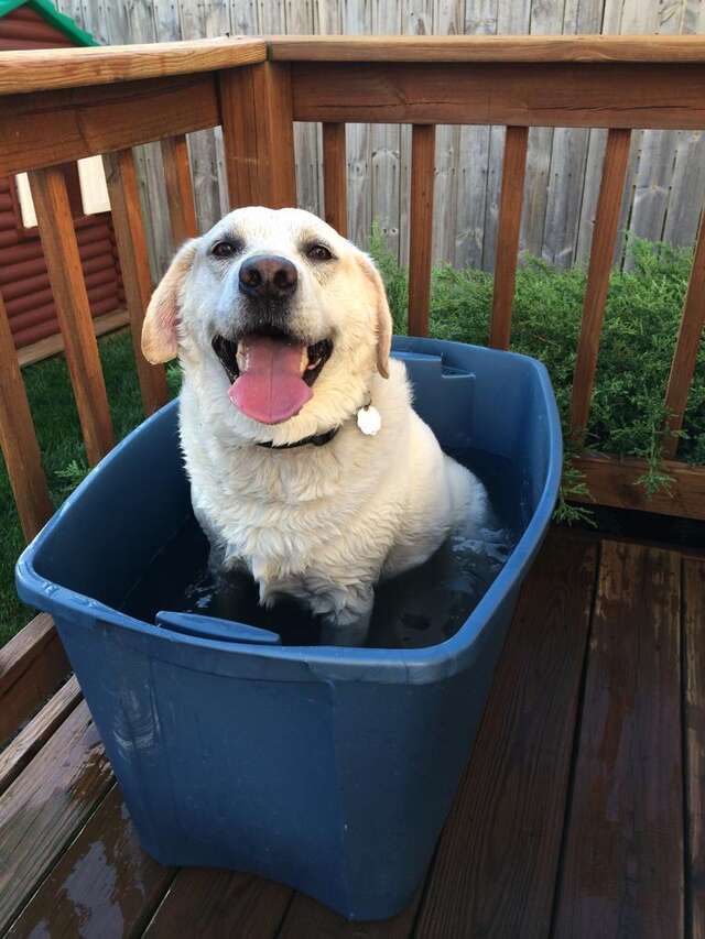18 Dogs Who Are Straight Chillin' In Their Kiddie Pools The Dodo