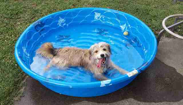 kiddie dog pool