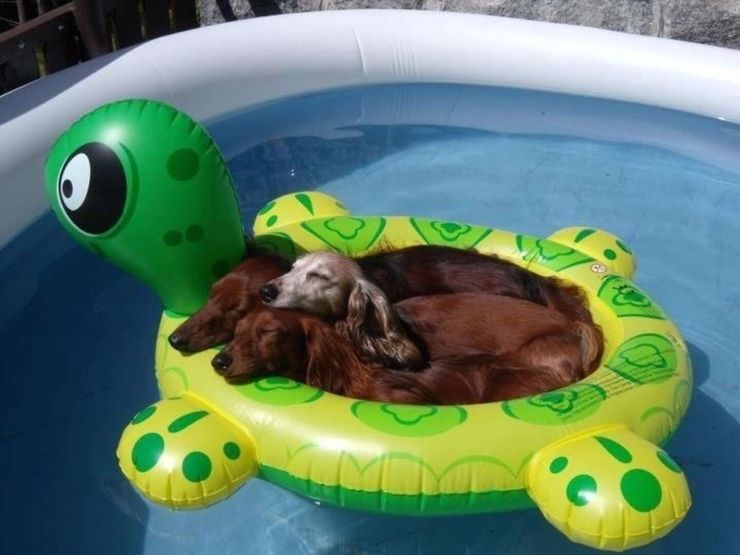 18 Dogs Who Are Straight Chillin' In Their Kiddie Pools - The Dodo