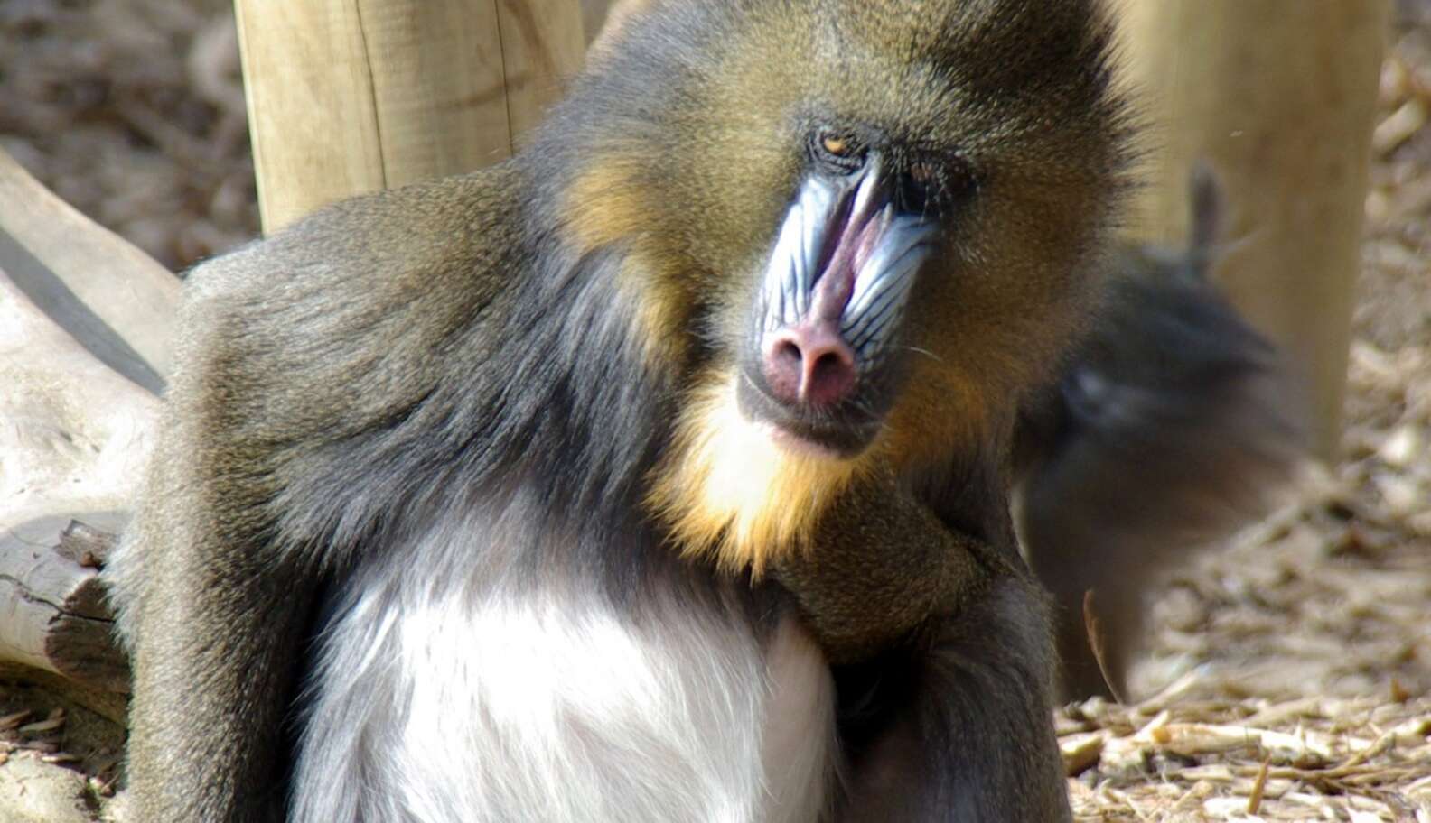 7 Monkeys Who Woke Up Like This - The Dodo