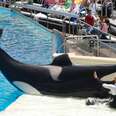 SeaWorld Explains Why It Stopped Breeding Orcas