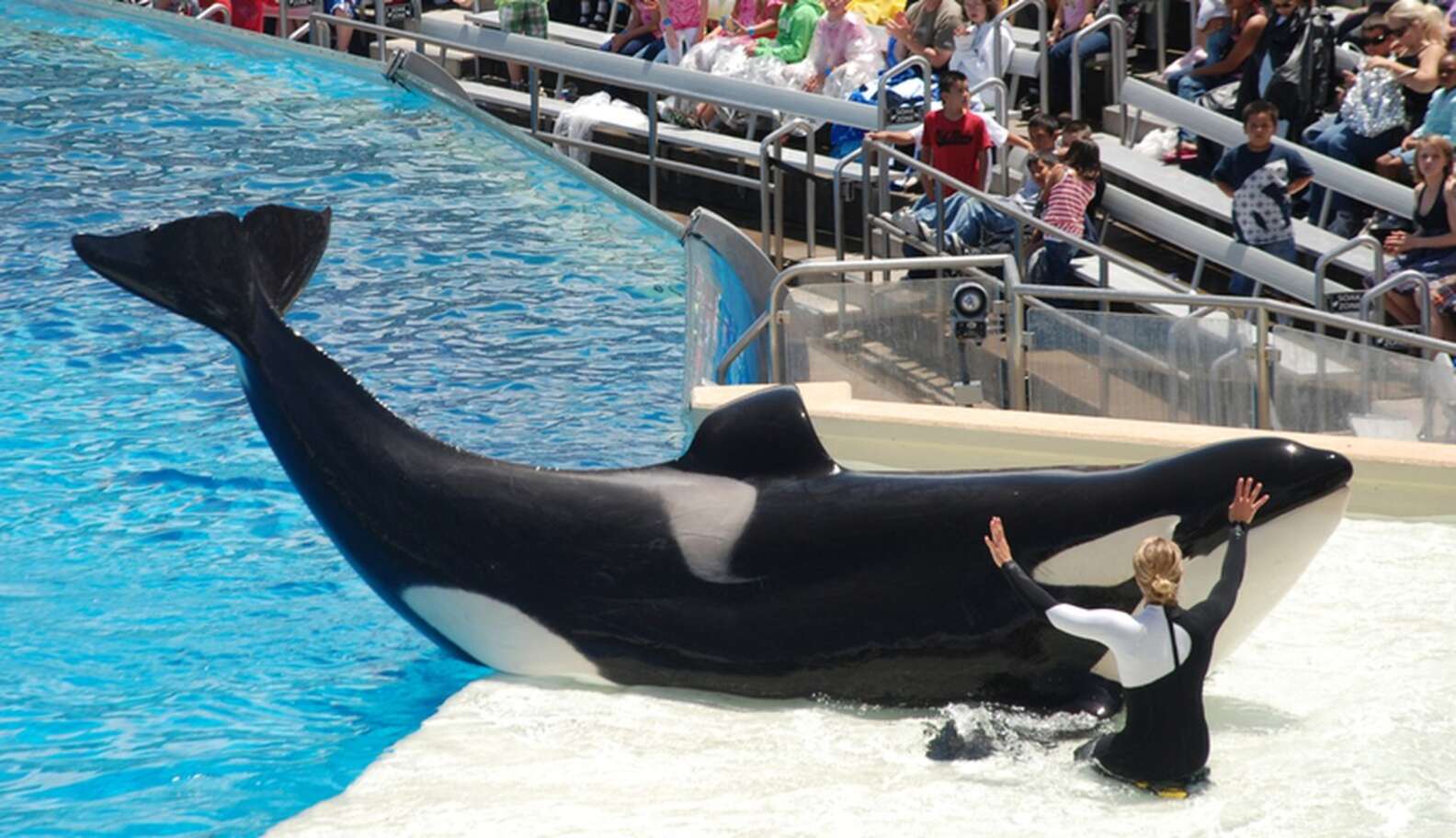 SeaWorld Explains Why It Stopped Breeding Orcas - The Dodo