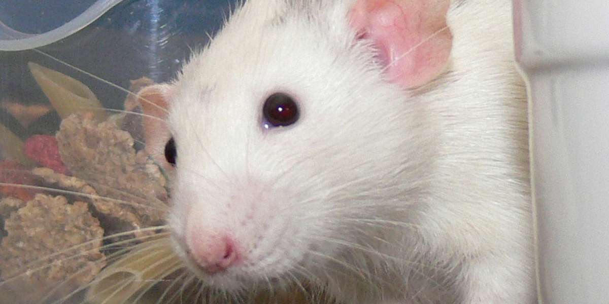 Empathic Rats Save Drowning Pals Rather Than Eat Chocolate - The Dodo