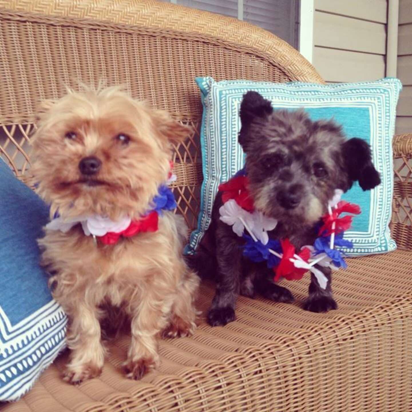 Beloved Dog Chester Passes Away After Heartwarming Final Journey - The Dodo