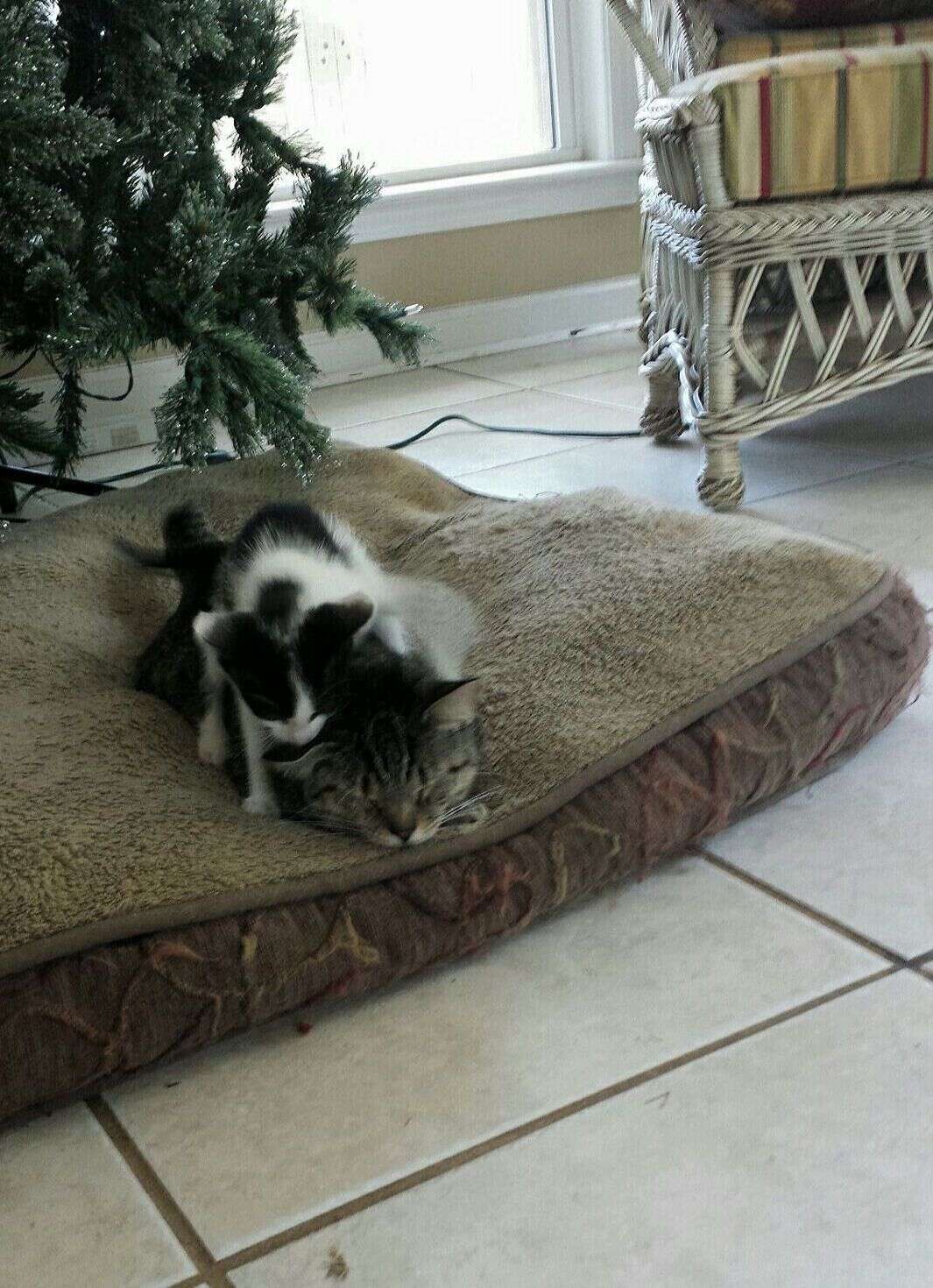 cat finds a kitten