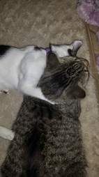 cat finds a kitten