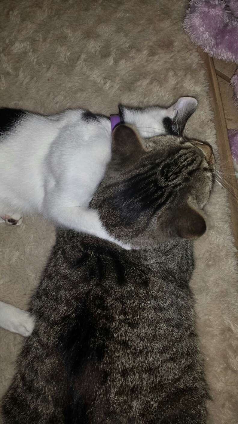 cat finds a kitten