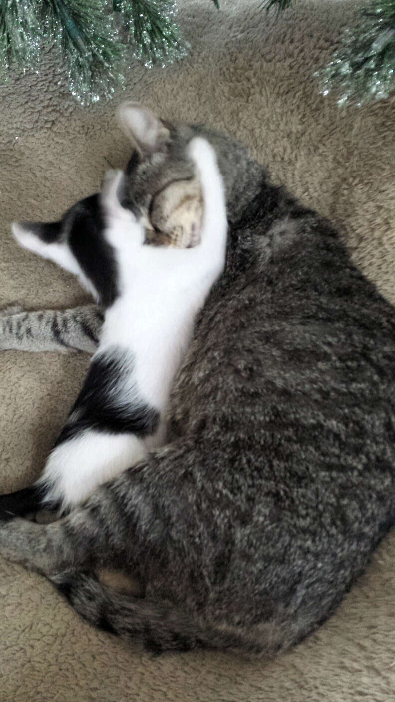 cat finds a kitten
