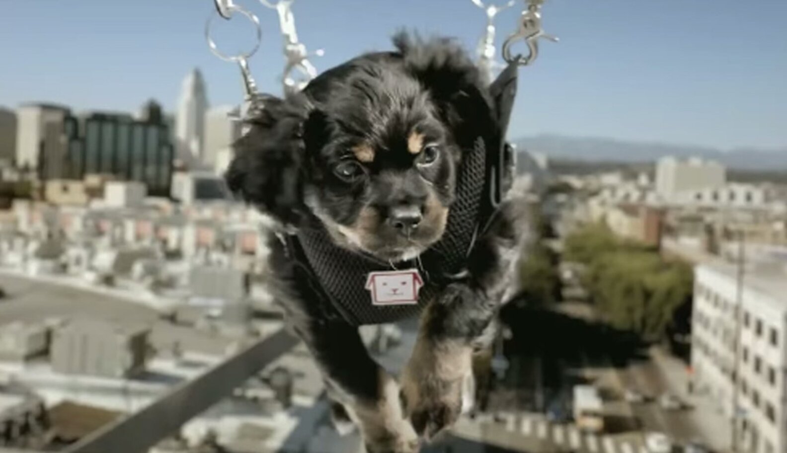 Online Puppy Sales Are Anything But 'Convenient' In New Commercial ...
