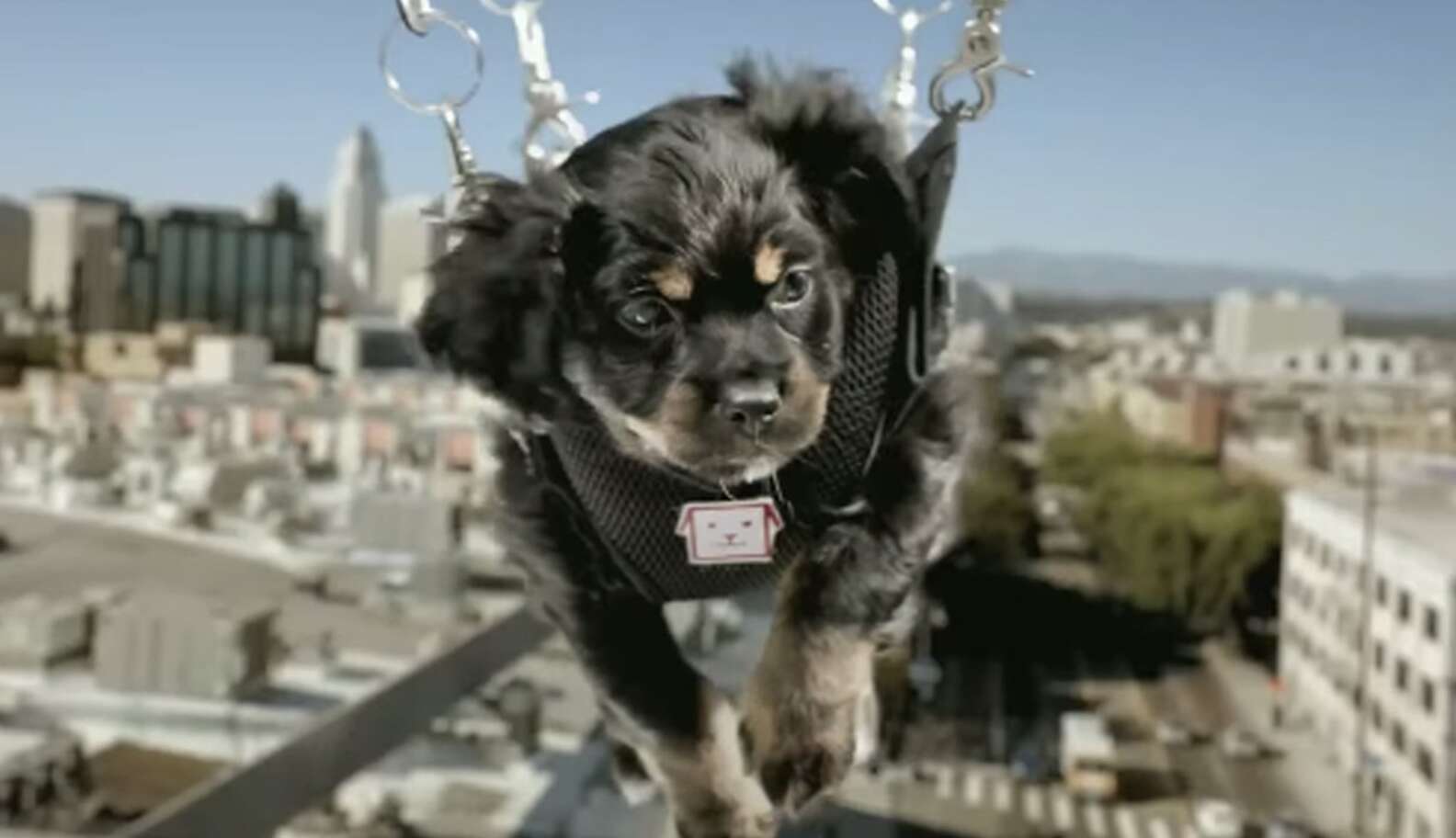 Online Puppy Sales Are Anything But 'Convenient' In New Commercial ...