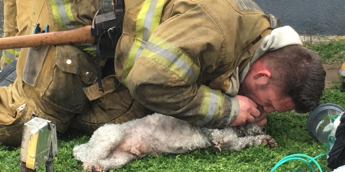 Dog Gets CPR From Amazing Firefighter - Videos - The Dodo