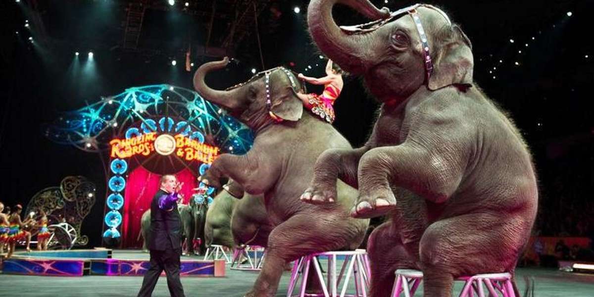 Ringling Bros. To Retire Its Elephants Far Ahead Of Schedule - The Dodo