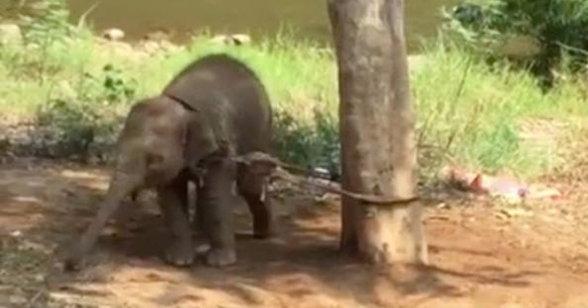 Baby Elephant Tied To Tree Couldn’t Move For A Week - The Dodo