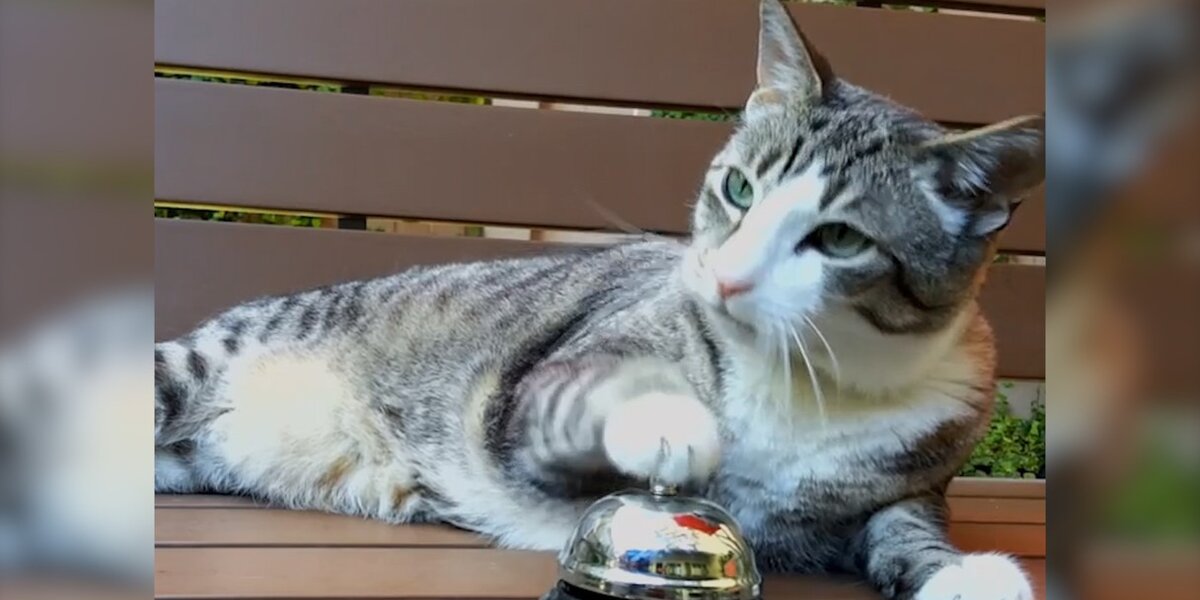 Kitty Ringing A Bell Every Time This Cat Rings A Bell, His Human Brings Him Treats - The Dodo