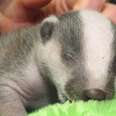 Baby Badger Waits In Freezing Cold After Losing Her Mom