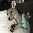 Kangaroo Dumped In Ditch Finds Perfect Family To Spoil Her
