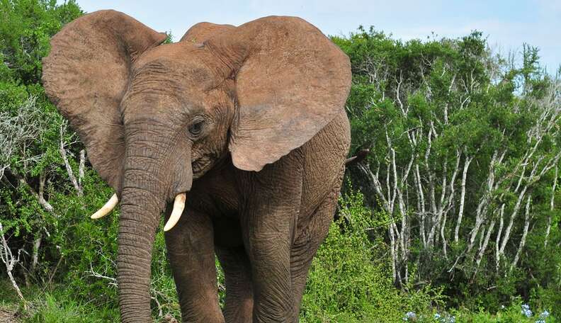 Dentist Planned To Kill ELEPHANT After Cecil - The Dodo