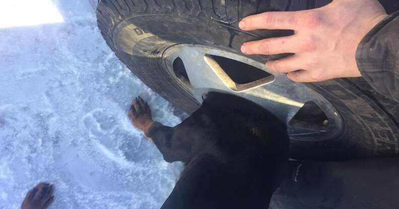 puppy gets head stuck in tire