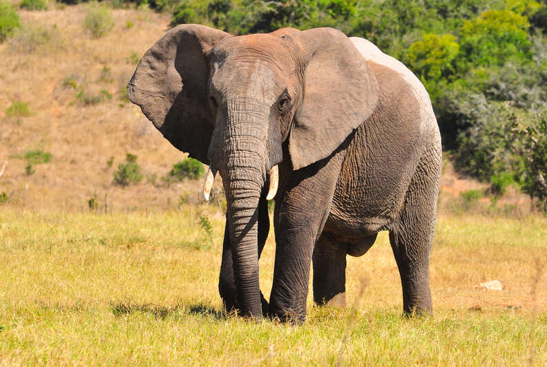 Dentist Planned To Kill ELEPHANT After Cecil - The Dodo