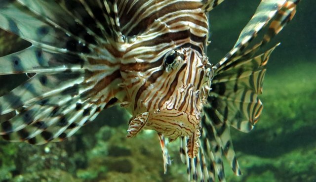 How Lionfish Became Unlikely Super-Predators - The Dodo