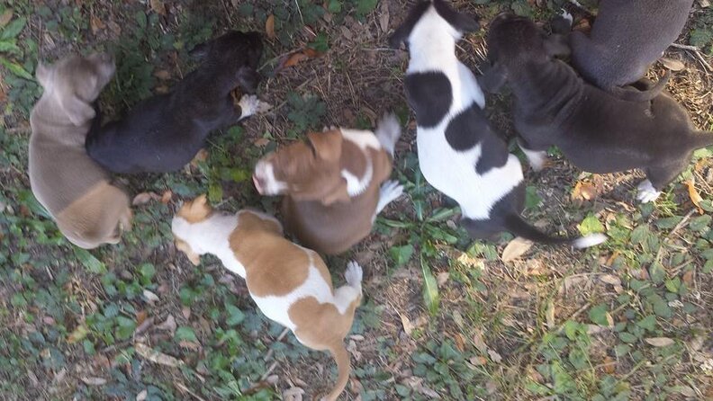 puppy growls when picked up reddit