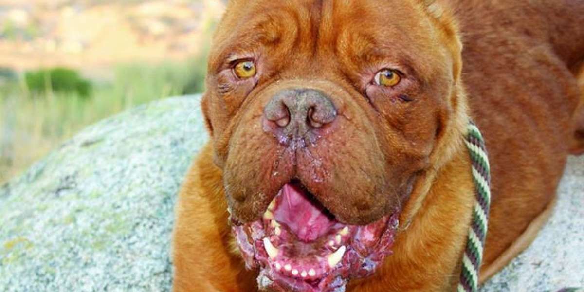 Dog Who Lost His Tongue And Ears Now Helps Kids Heal - The Dodo