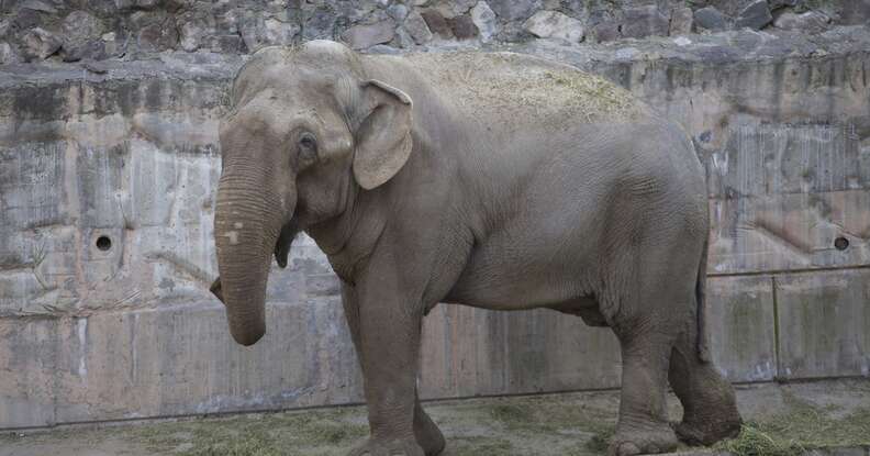 This Zoo Just Decided To Send All Its Elephants To A Sanctuary - The Dodo