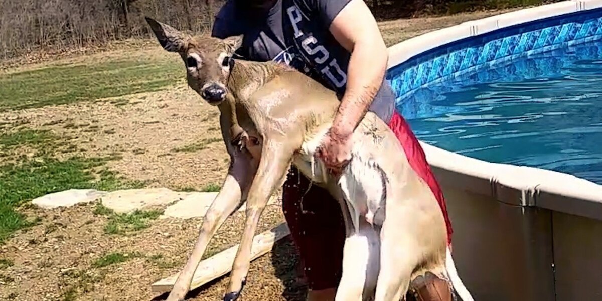 Man Pulls Deer Out Of His Pool And Wraps Him Up In A Towel - The Dodo