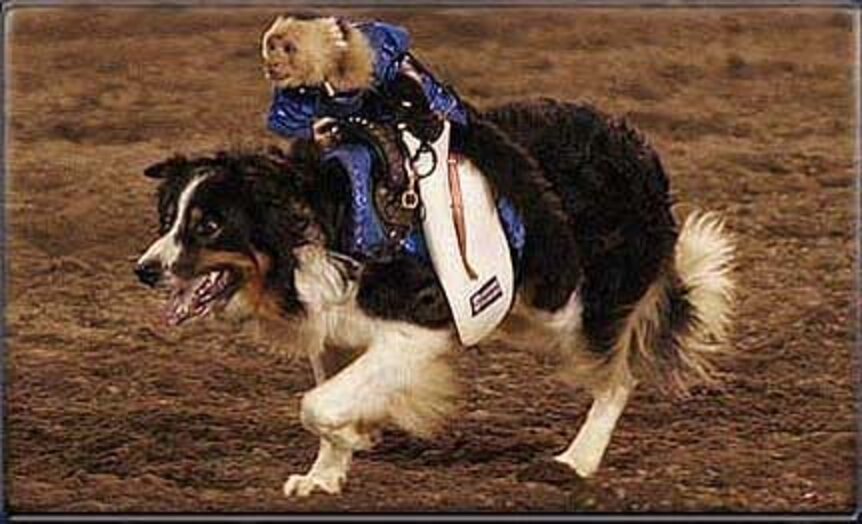 The Trouble With The NFL Featuring Monkeys Riding Dogs At Halftime ...