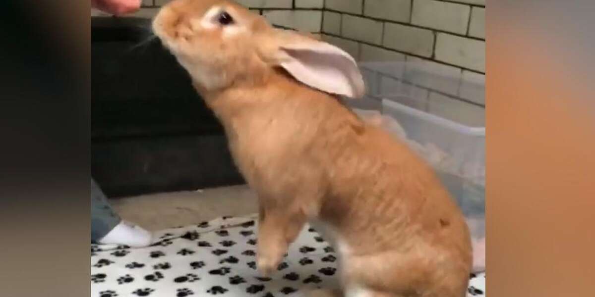 Bunnies On Leashes Take NYC By Storm The Dodo