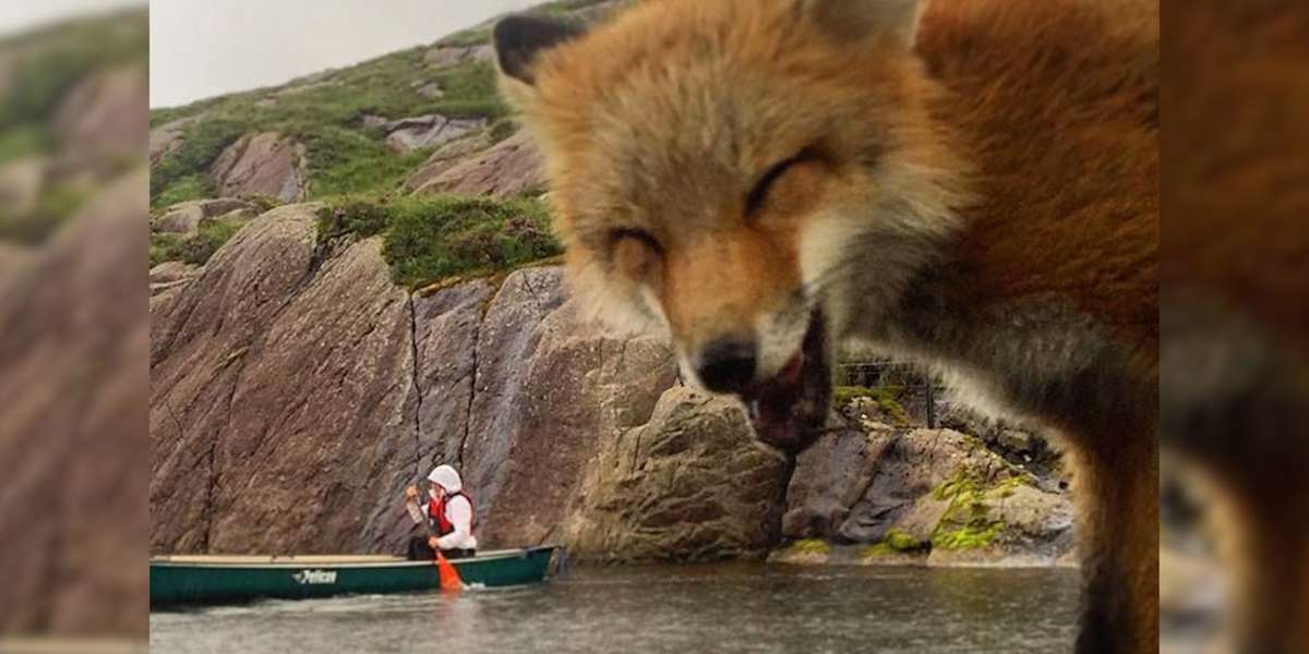 Baby Fox Saved From Fur Farm Goes Hiking Now - The Dodo