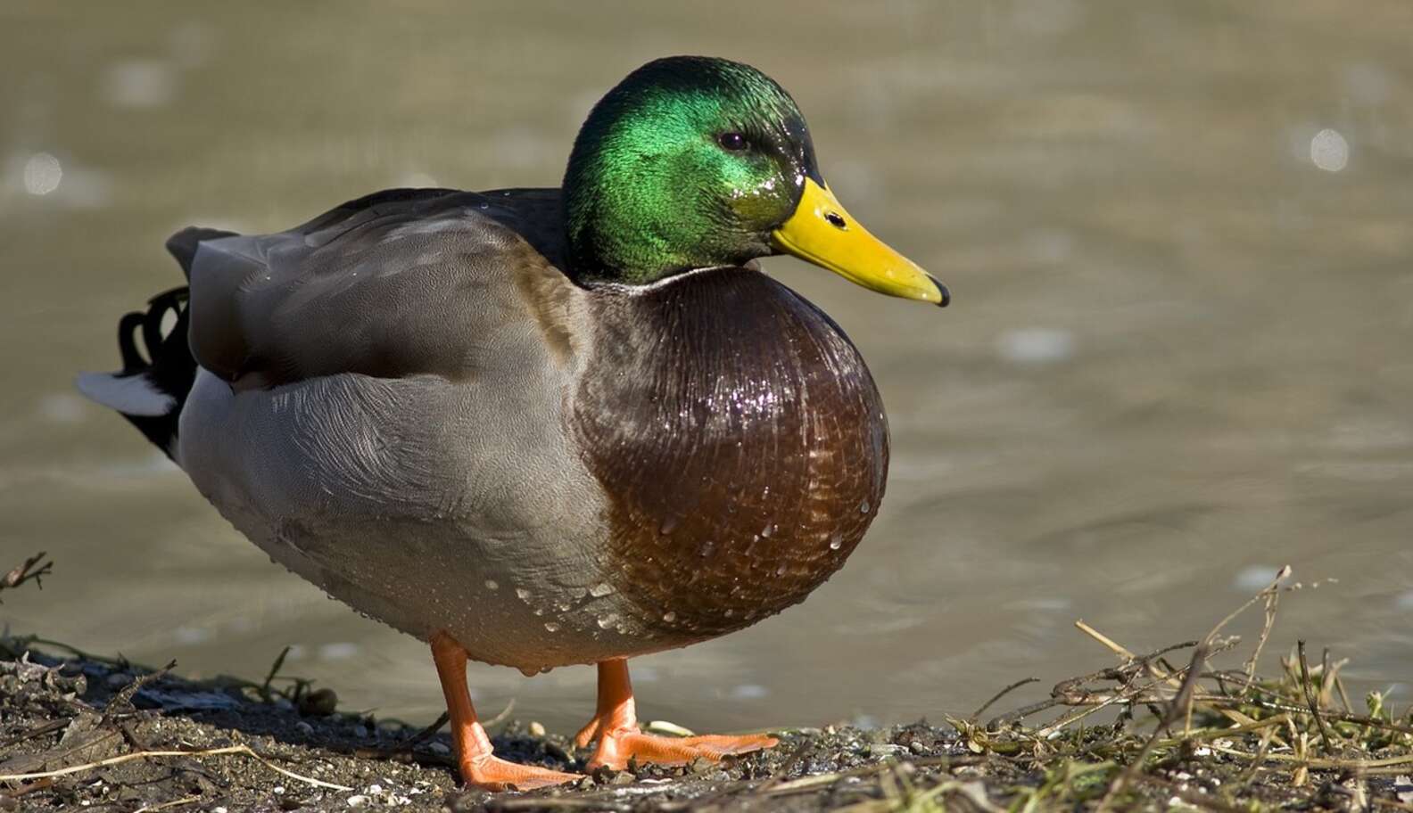 Smart Ducks Flock To City Pond For Safety During Hunting Season - The Dodo