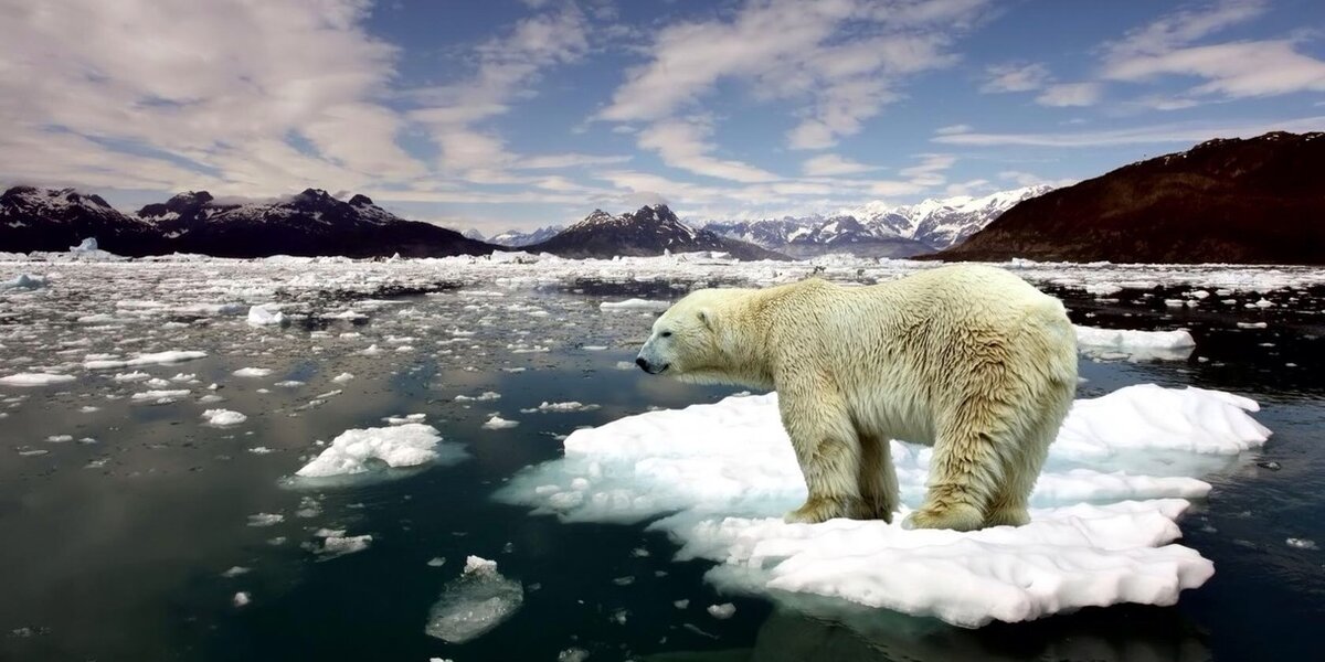 Arctic Shells DON'T LET SHELL DRILL IN THE ARCTIC OCEAN! - The Dodo