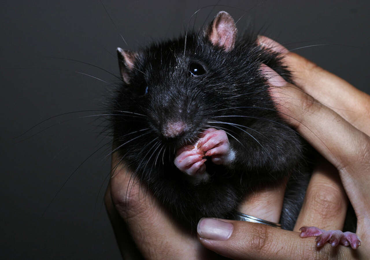 Черный крысенок